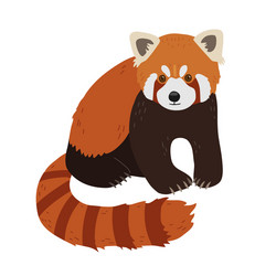 Red panda in a realistic style sits on white vector