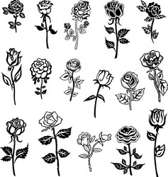 Rose Floral Elements Set Vector Image