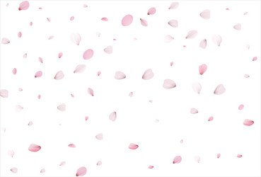 sakura petals background cherry vector