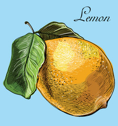 Lemon hand drawn circle frame with copy space Vector Image