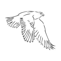 Detailed Black Bird Sketch vector image