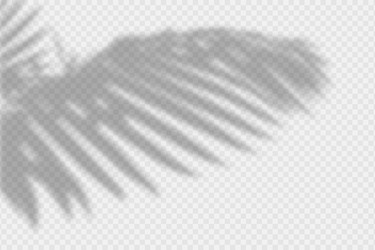 shadow overlay of palm tree branch vector image