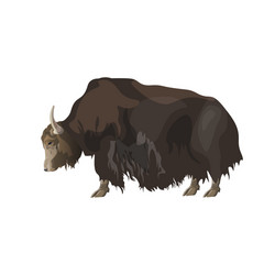 Yak Hair Ox Vector Images (over 100) Yak Hair Ox Vector Images (over 100)