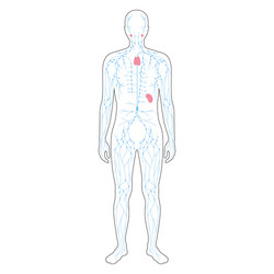 Lymphatic system concept vector