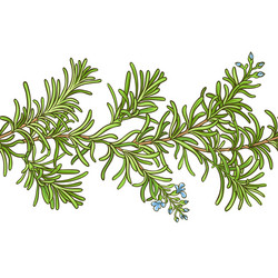 Rosemary branch pattern vector