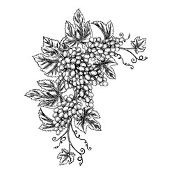 a vine with clusters of grapes graphics vector image