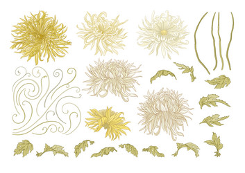 chrysanthemum decorative flowers Vector Image