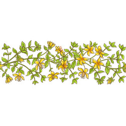 tutsan branch pattern vector image