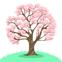 sakura tree isolated on a white background vector image