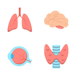 human internal organs icon set in flat style vector image