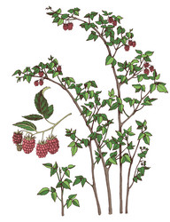 raspberry bush and branch of berries vector image