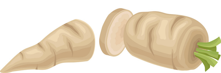 parsnip root cut into two halves item vector image