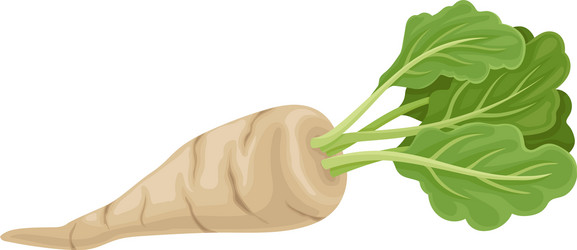 Parsnip root with green leaves in full length vector