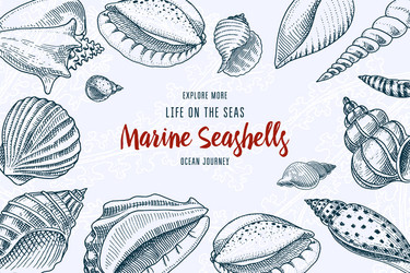 seashells background or mollusca different forms vector image