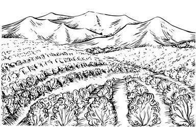 landscape with grape fields graphics vector image
