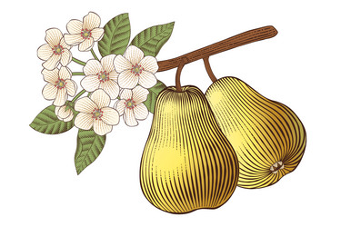 pear branch with fruits and flowers vector