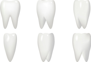 isolated on white rotation tooth root animation vector