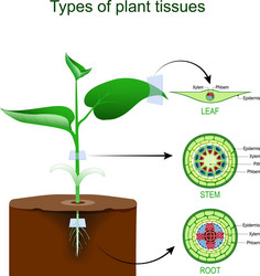 Cross Section in Plant Root Vector Images (over 120)
