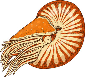 Sea creature nautilus pompilius shellfish vector