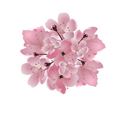 Pink Cherry Blossom Bouquet Vector Image