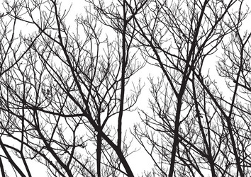 Tree Twig Silhouette vector image
