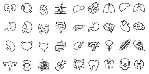 human organs icon set symbols vector