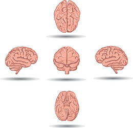 set of five human brains with shadow from vector image