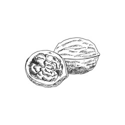 kernel of walnut whole opened nut fruit isolated vector