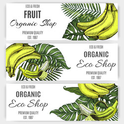 Hand drawn banner banana tropical leaf vector