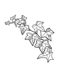 sketch design elements plant ivy vector