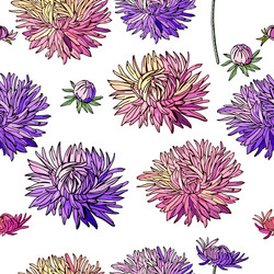 Seamless pattern with asters endless texture fo vector