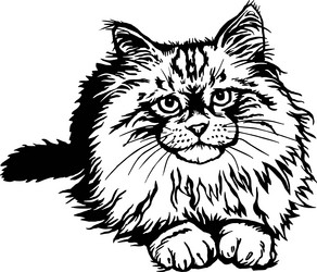 siberian cat peeking kitten - funny kitty vector