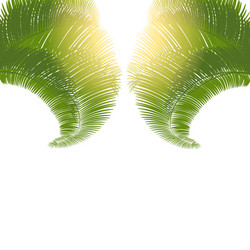 leaves of palm trees at sunrise on a white Vector Image
