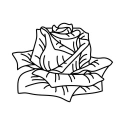 rose flower beautiful decorative Vector Image