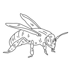 Bee wasp leg wing stroke insect Royalty Free Vector Image
