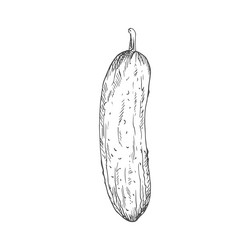 cucumber gherkin isolated monochrome sketch vector image