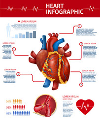 Realistic heart infographic banner anatomy info vector