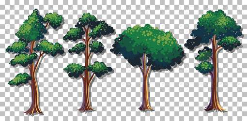 set of various trees on transparent background vector image