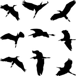 birds Vector Image