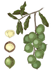 macadamia tree branch with nuts vector image