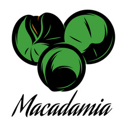 color of a macadamia pod vector