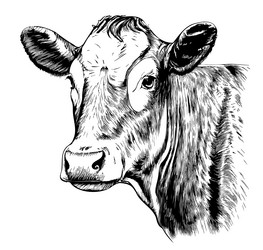 cow face detailed hand drawn sketch vector