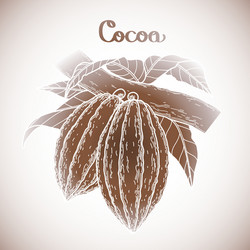 graphic cocoa fruit vector