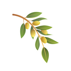 olive tree branch in cartoon Vector Image