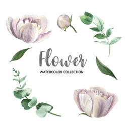 set watercolor pink peony and foliage paint vector