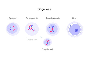 reproductive system concept vector