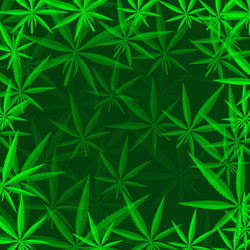 Green cannabis leaves background vector