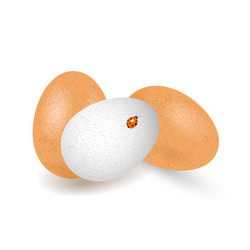 two brown and one white eggs chicken with shadow vector