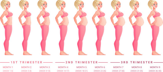 Stages pregnancy month vector