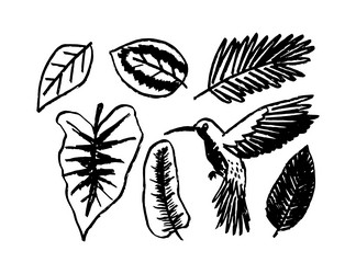 tropical leaves and hummingbird bird wild animal Vector Image